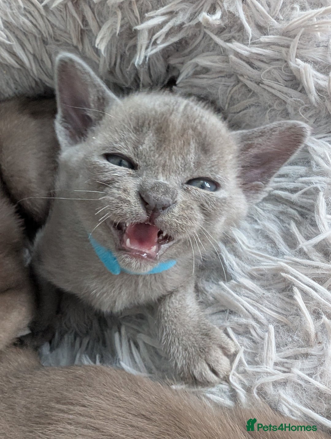 Burmese cats for sale: 5 bouncing beautiful Burmese boys - Image 8