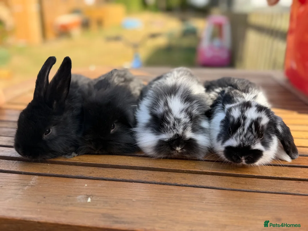 Mini Lion Lop rabbits for sale: 4 baby mini lion lop rabbits - Advert 1