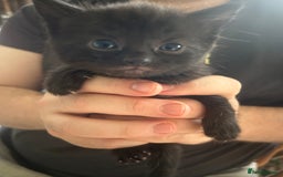 Mixed Breed cats for sale: 9 beautiful kittens  - Image 17