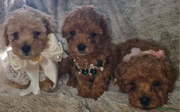 Toy Poodle dogs for sale: Tiny kc puppies,DNA&Genetic tested parents  - Image 1
