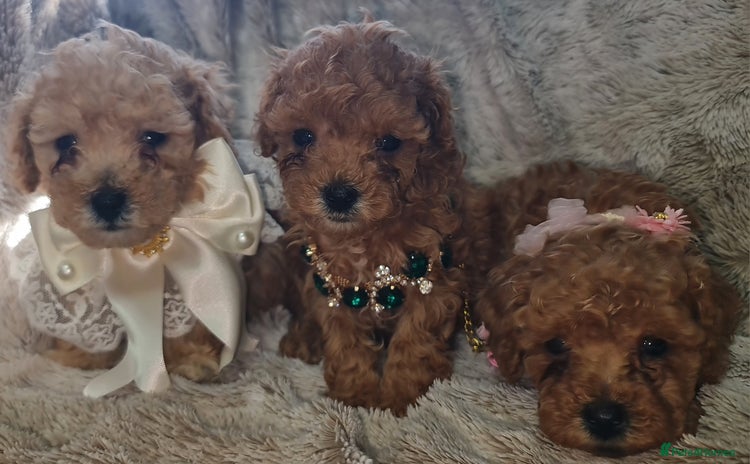 Toy Poodle dogs - Advert 14