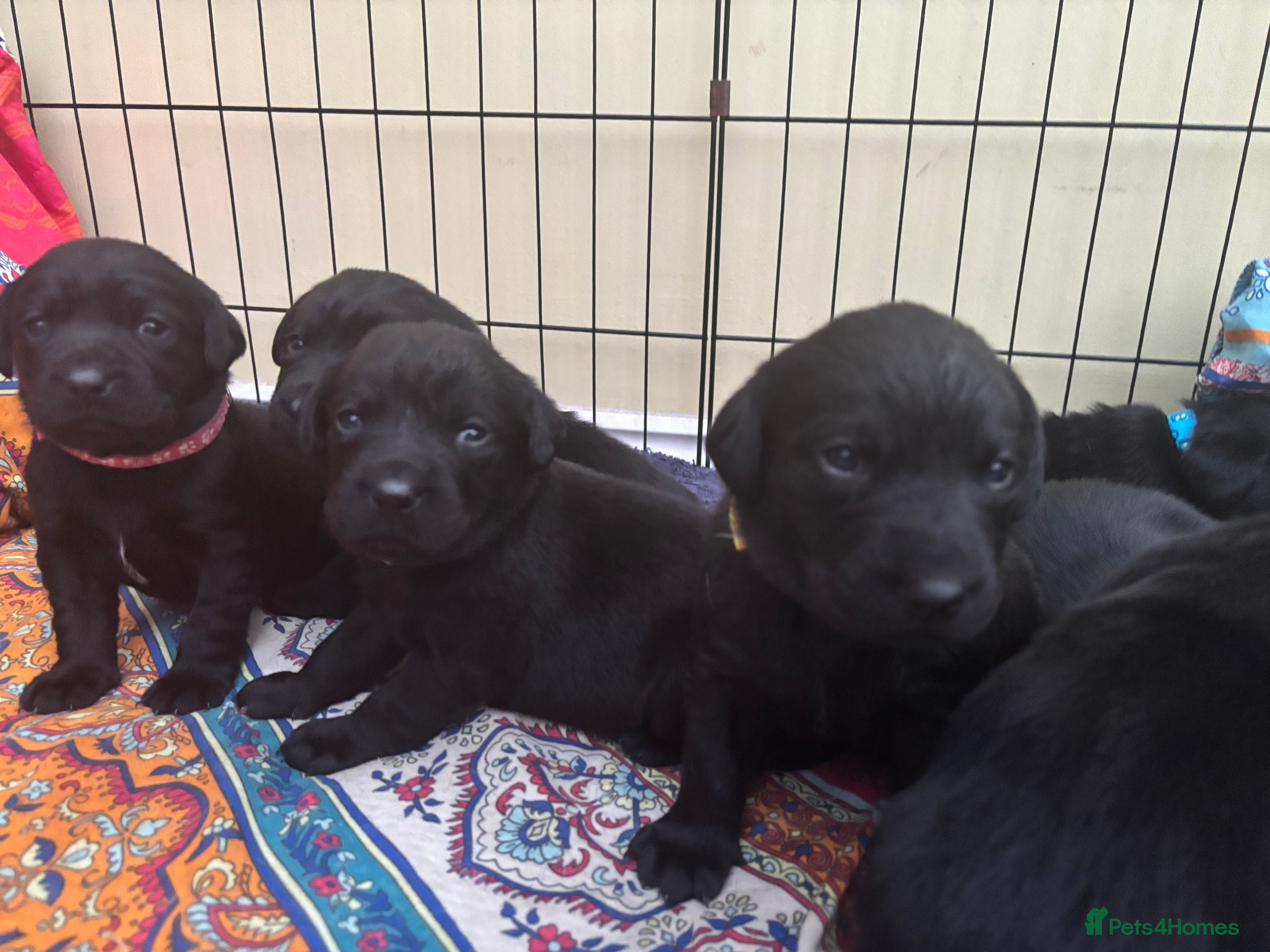Labrador Retriever dogs Black Labrador puppies in time for  **   - Advert 18