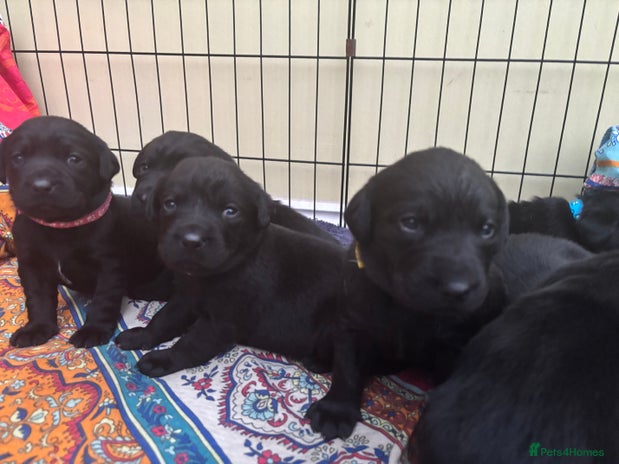 Labrador Retriever dogs Black Labrador puppies in time for ** - Advert 4