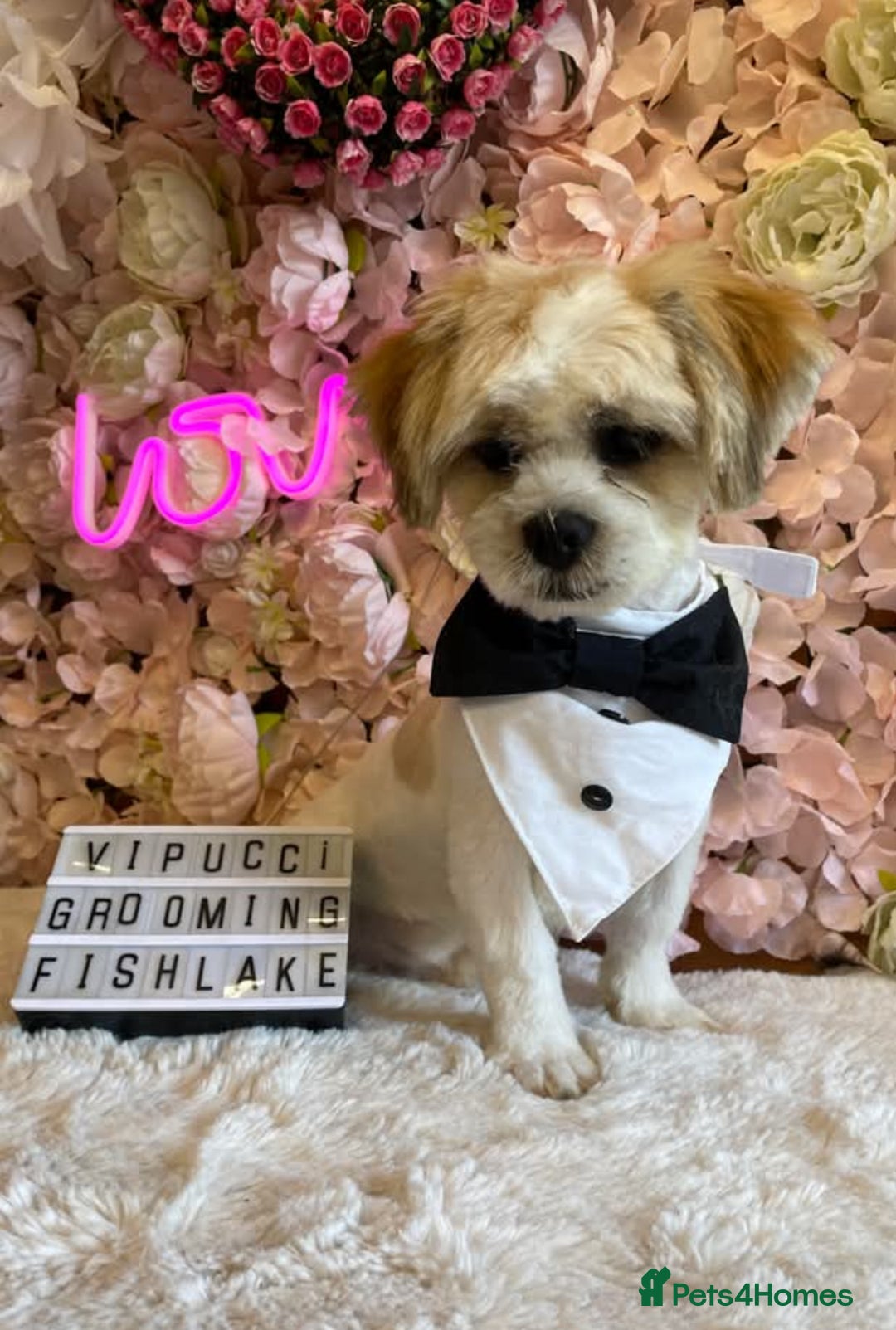 Lhasa Apso dogs for stud: Beautiful kenzo for stud  - Image 3