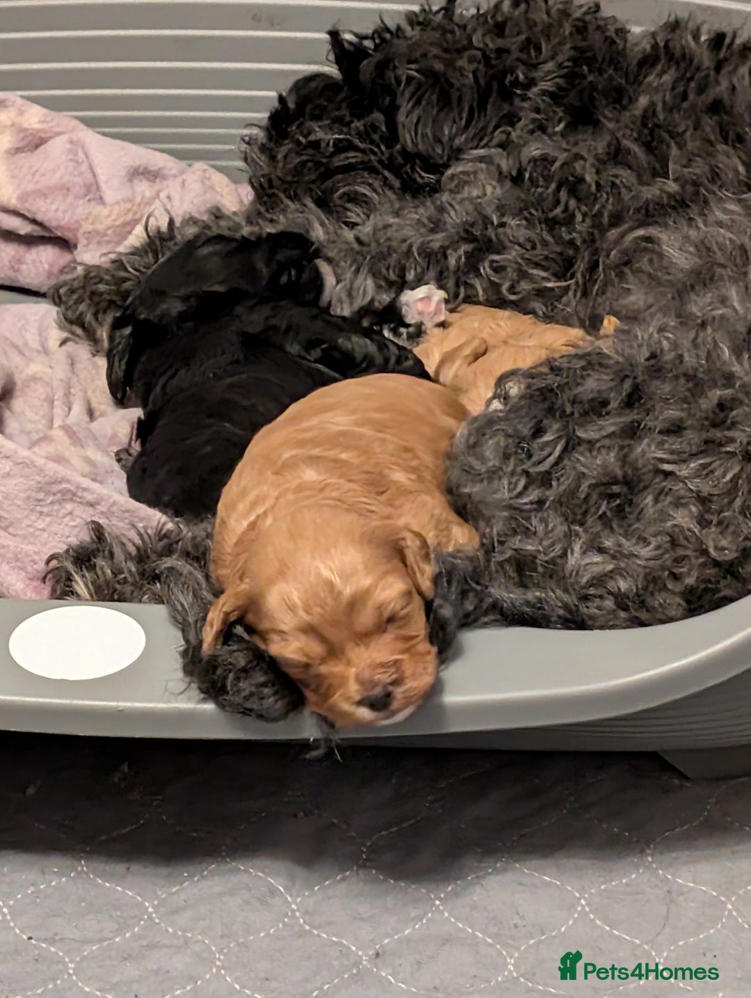 Lhasapoo dogs for sale: Female Lhasapoo for sale - Advert 9