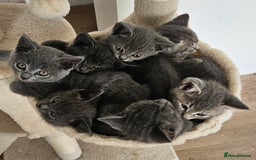 British Shorthair cats for sale: 🐾 Adorable Kittens Looking for Forever Homes 🐾 - Image 1