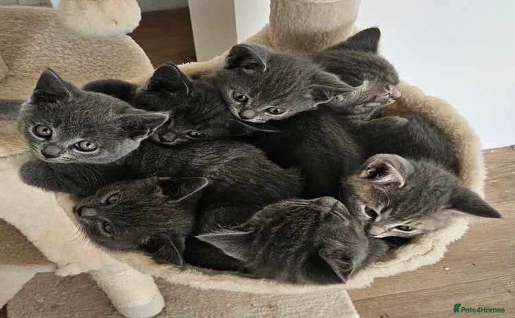 British Shorthair cats - Advert 3