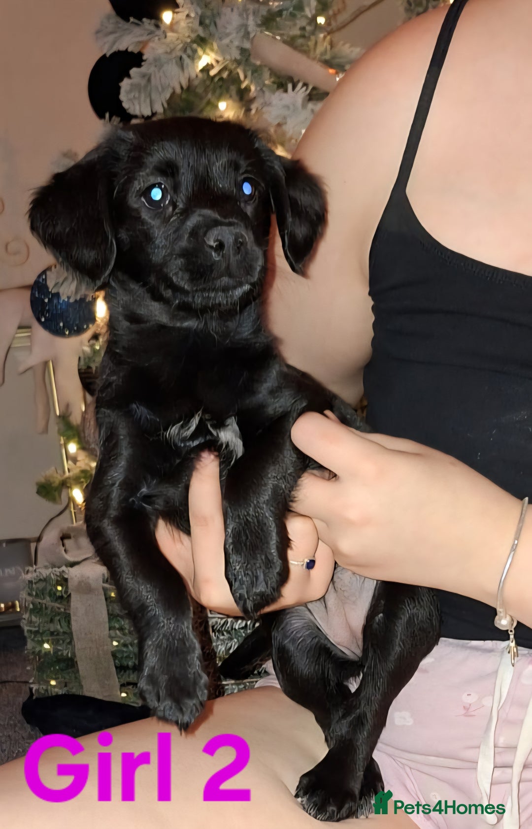 Mixed Breed dogs for sale: LAST 2 LITTLE GIRLS. COCKERANIANS.💥 - Advert 4