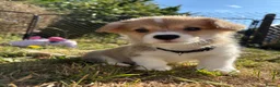 Welsh Corgi Pembroke dogs for sale: Welsh corgi (Pembroke) puppies - Advert 18