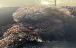 Shihpoo dogs for sale: Shih Tzu X poodle X Shihpoo - Image 20