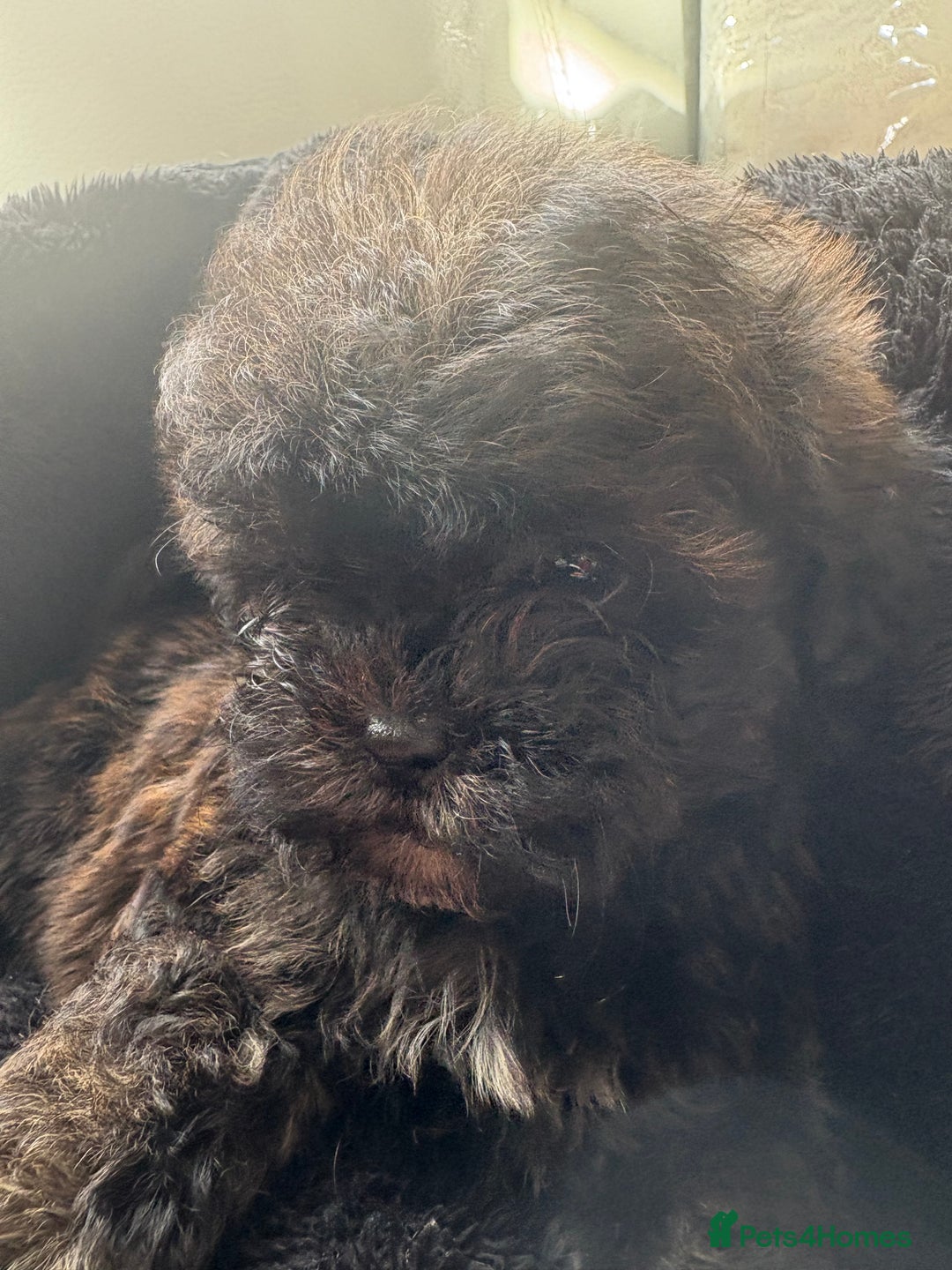 Shihpoo dogs for sale: Shih Tzu X poodle X Shihpoo - Image 20