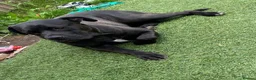 Cane Corso dogs for sale: Cane corso female 2/3years old in Brierley Hill - Advert 4