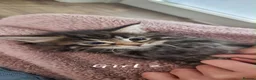 Maine Coon cats for sale: MAINECOON KITTENS  in Stockton-on-Tees - Advert 3