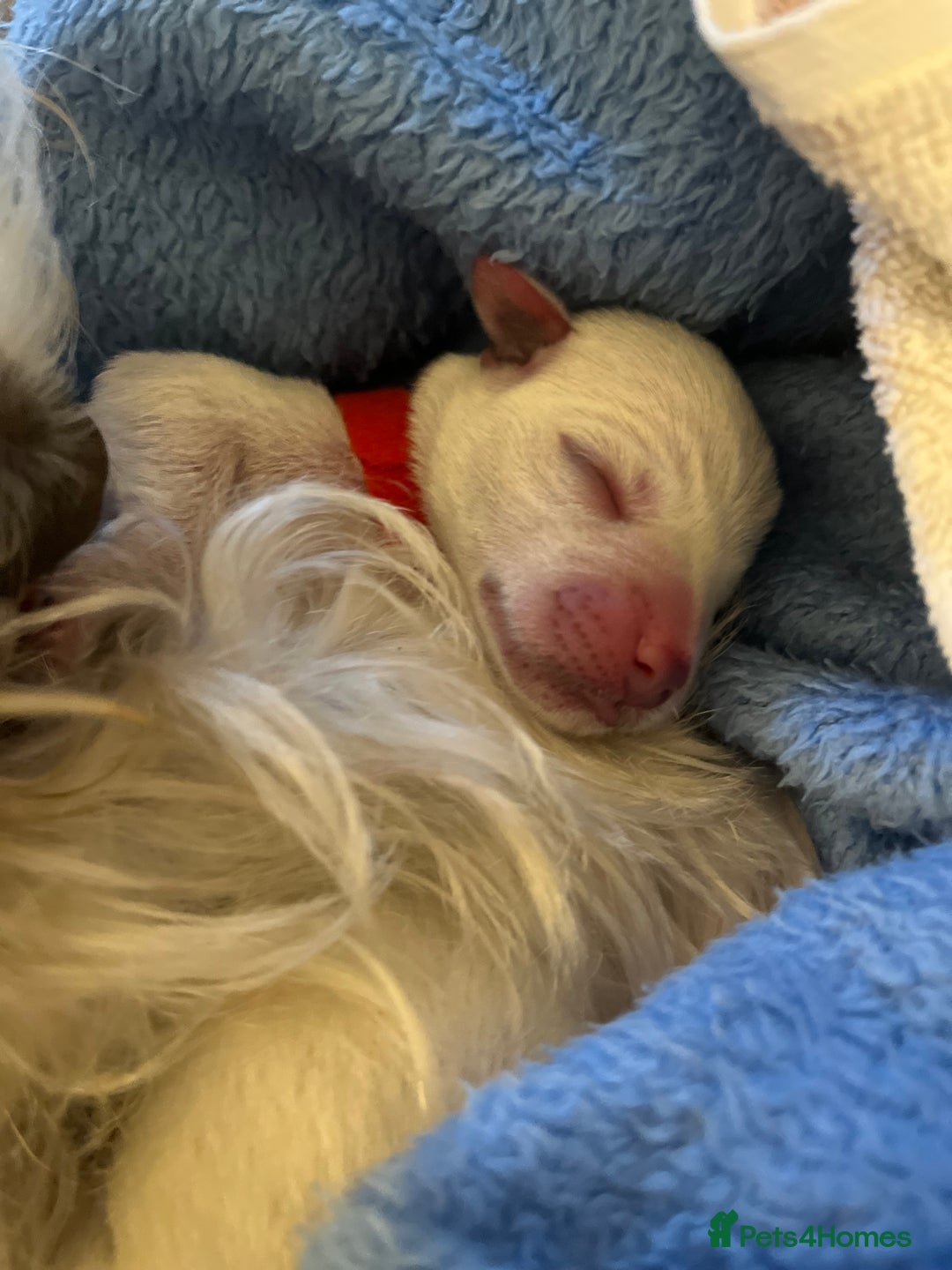 Miniature Schnauzer dogs for sale: Pure White KC REG Miniature schnauzer puppies  - Image 8