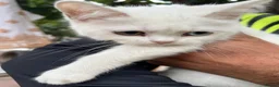 Turkish Van cats for sale: 6 Beautiful Kittens Looking for Loving Homes 🐾 - Advert 10