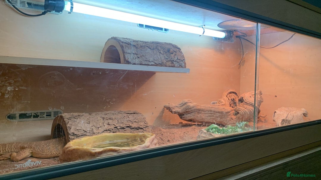 Bearded Dragon reptiles for sale: Bearded dragons for sale - Image 2