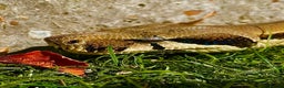 Boa Snake reptiles for sale: 6FT Boa + Full LARGE Setup  - Advert 6