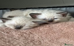Siamese cats for sale: 3 siamese/ragdoll male kittens - Image 12
