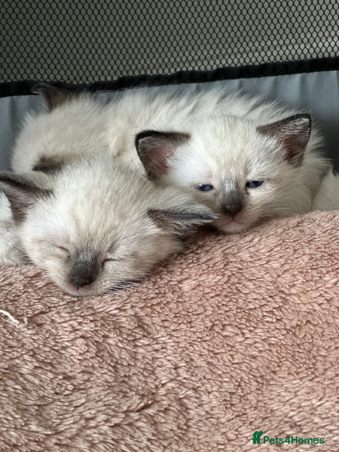 Siamese cats for sale: 3 siamese/ragdoll male kittens - Image 12