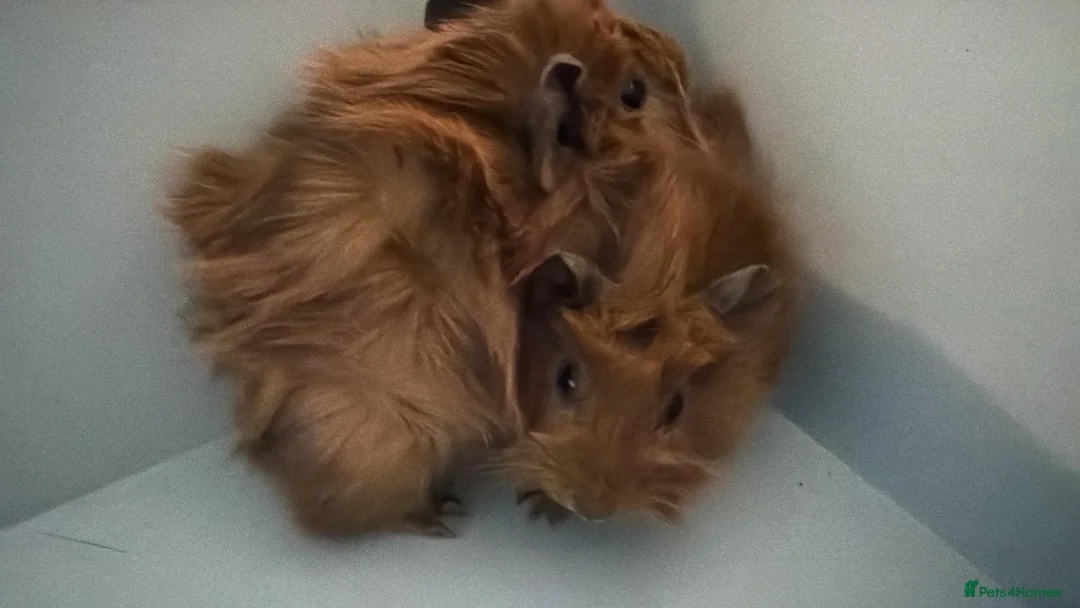 Guinea Pig rodents for sale: 2 female Guinea pigs in Nuneaton - Advert 2