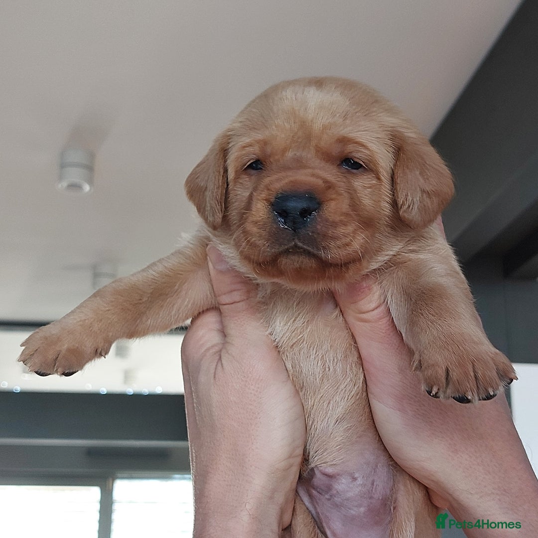 Labrador Retriever dogs for sale: Coco’s Labrador Puppies Seeking Loving Homes - Advert 19