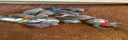 Staffordshire Bull Terrier dogs for sale: 🐾 Gorgeous Blue Staffordshire Bull Terriers Pups  - Advert 8