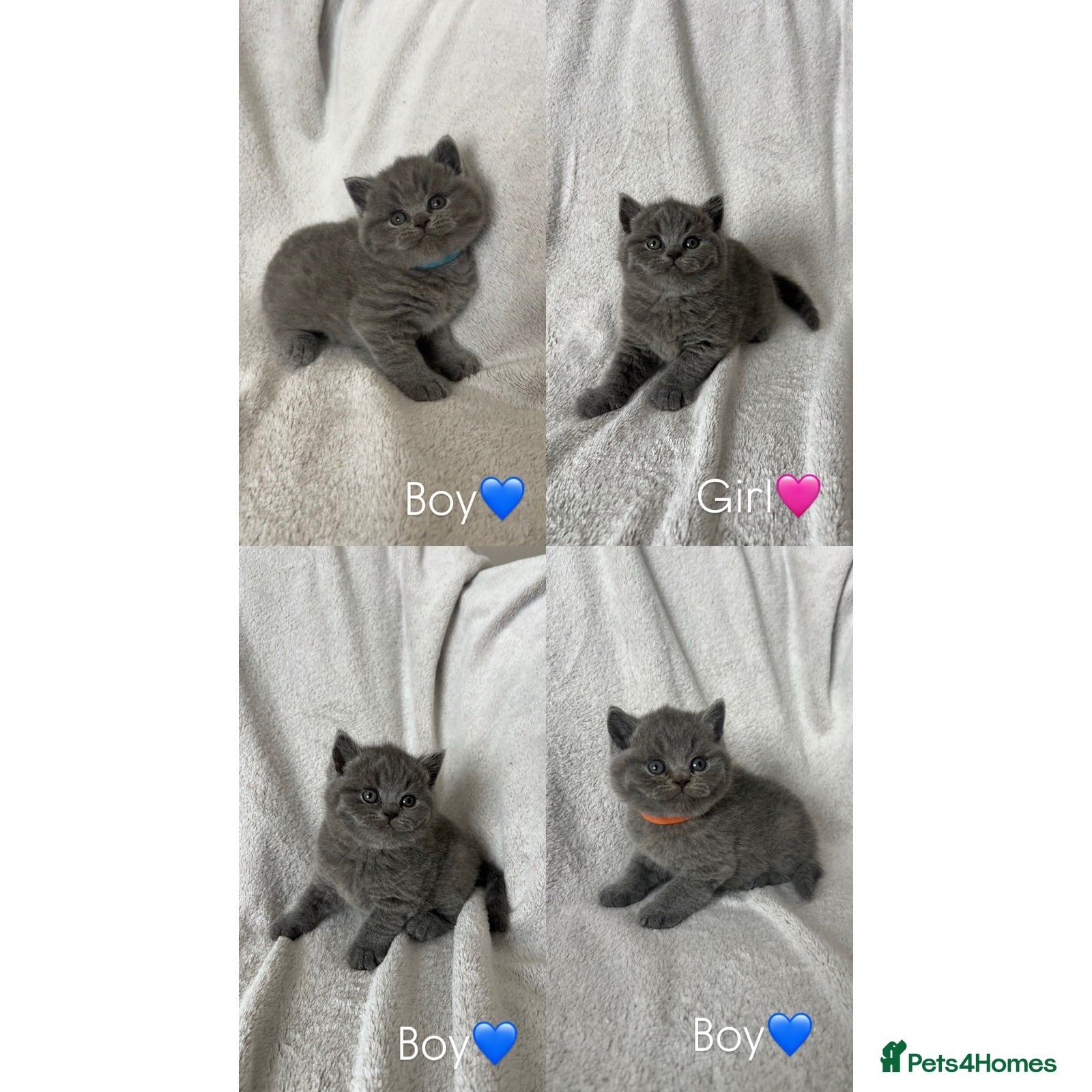 British Shorthair cats 👑 Championline GCCF registered BSH kittens 👑 - Advert 16