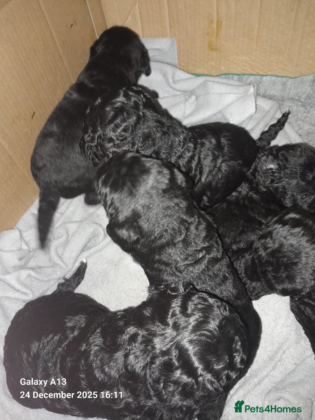 Cockapoo dogs for sale: Black Cockapoos  - Advert 7