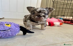 French Bulldog dogs for sale: Visual Fluffy French Bulldogs x 4 Male - Advert 25
