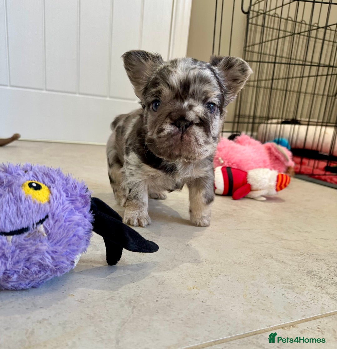 French Bulldog dogs for sale: Visual Fluffy French Bulldogs x 4 Male - Advert 25