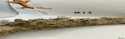 Gecko reptiles for sale: Adult, Juvenile and Lilly White Crested Geckos - Advert 27