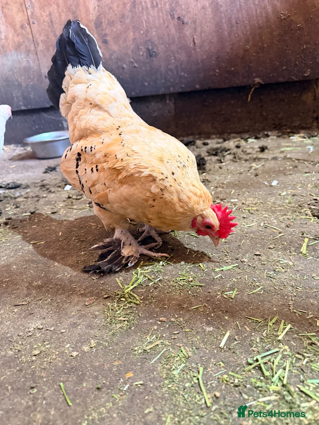 Chickens poultry for sale: LEMON SABLEPOOT MILLEFLEUR BOOTED BANTAM PAIR - Advert 4