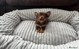 Chihuahua dogs for sale: *** Amazing quality very small Chihuahua’s *** - Image 2