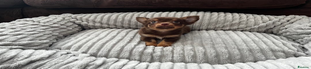 Chihuahua Puppy 1