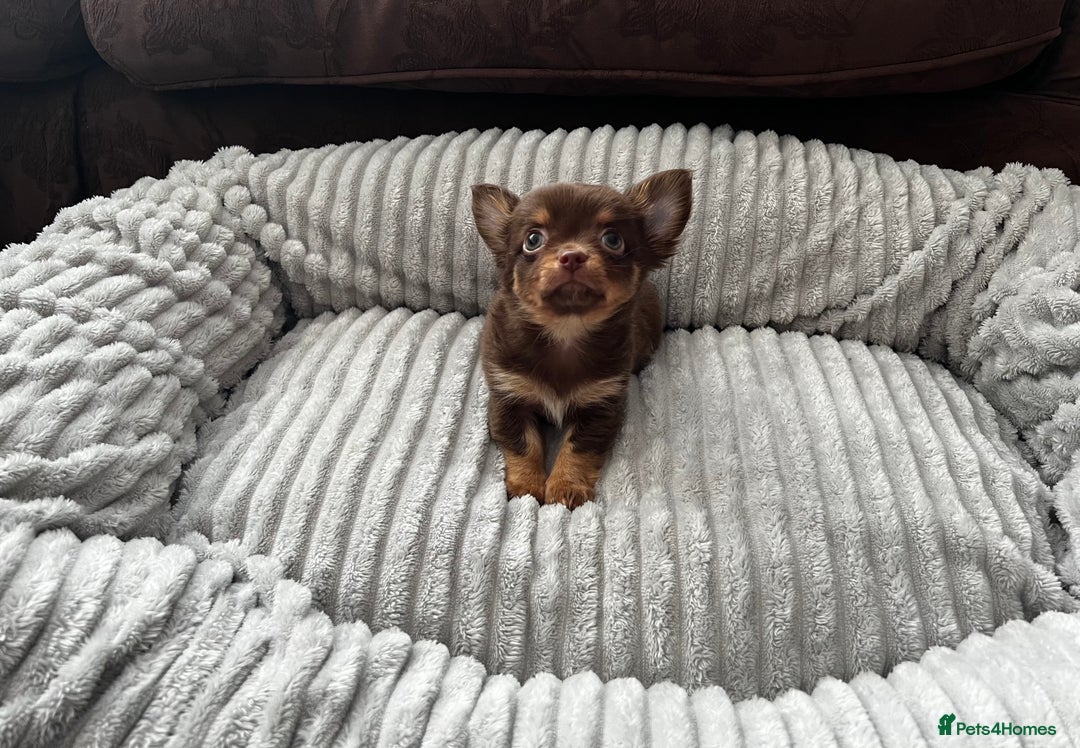 Chihuahua dogs for sale: *** Amazing quality very small Chihuahua’s *** - Image 2