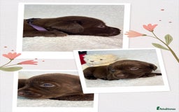 Labrador Retriever dogs for sale: READY NOW. LABRADOR PUPPIES. HEALTH CHECKS DONE  - Image 15