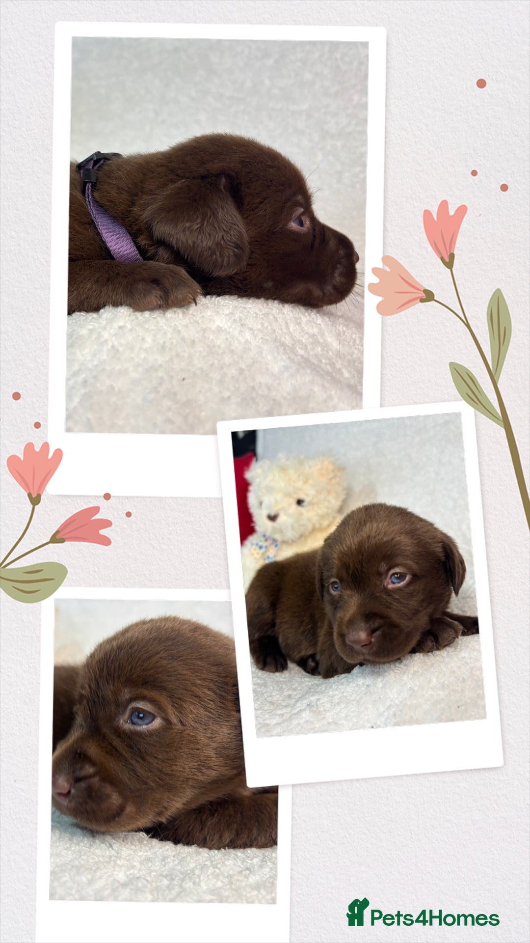 Labrador Retriever dogs for sale: READY NOW. LABRADOR PUPPIES. HEALTH CHECKS DONE  - Image 15