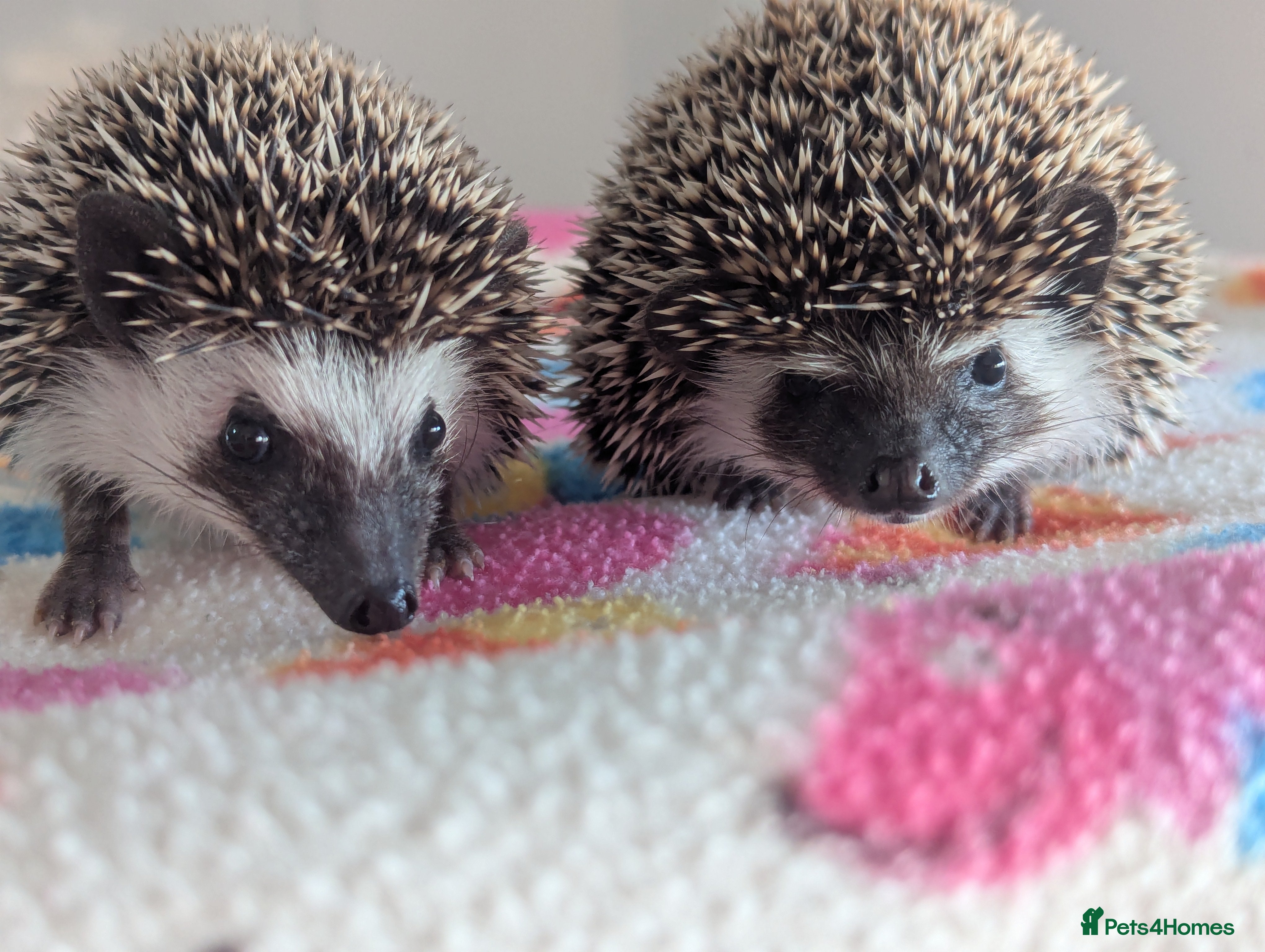 Pygmy Hedgehog rodents Beautiful Baby Hoglets/Ready Now - Advert 2