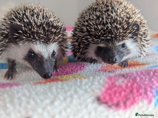 Pygmy Hedgehog rodents Beautiful Female Hoglets/Ready to leave Now!!! - Advert 7