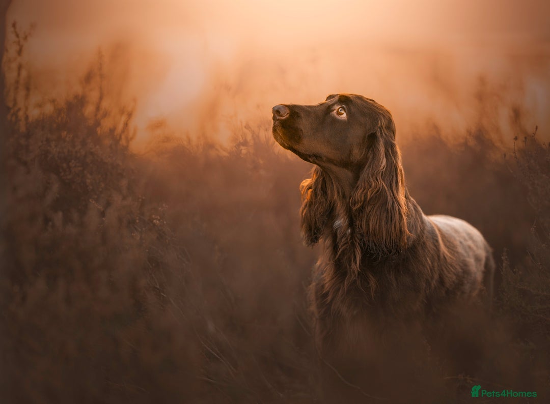 Field Spaniel dogs for sale: extremely rare Field Spaniel puppy available - Image 6