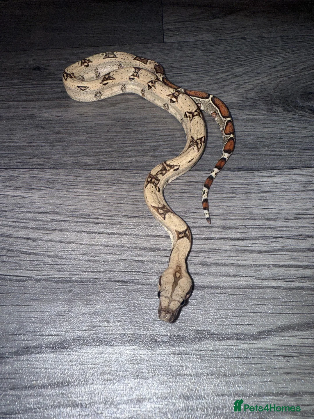 Boa Snake reptiles for sale: Baby boa constrictor - jungle  in Buckingham - Advert 5