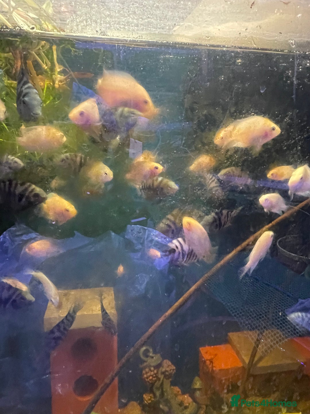 Live Bearers fish for sale: Guppies / cichlid / shrimps/ snails  - Advert 3