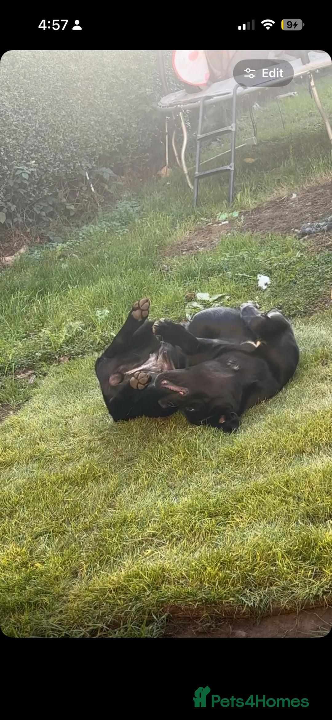 Cane Corso dogs for sale: Cane corso for rehoming  in Nottingham - Advert 6