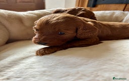 Cockapoo dogs for sale: Beautiful fox red cockapoo pups  - Image 6