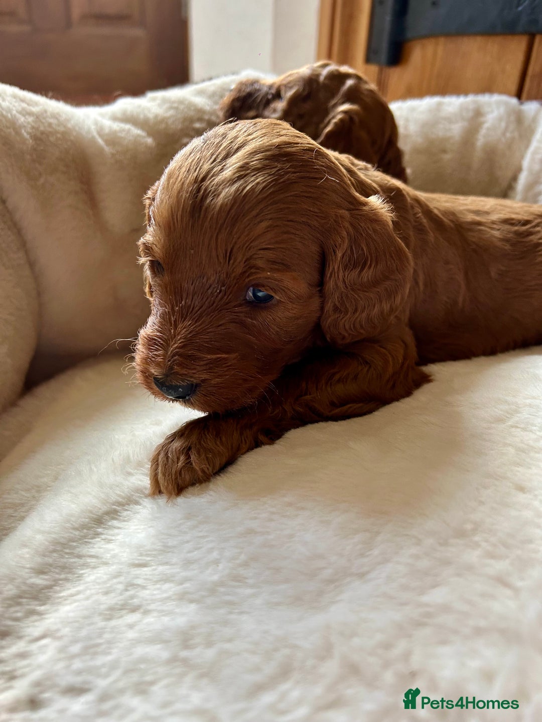 Cockapoo dogs for sale: Beautiful fox red cockapoo pups  - Image 6