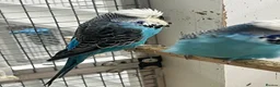 Budgerigars birds for sale: Budgies for sale  - Advert 8