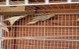Cockatiels birds for sale: Mixed young cockatiels  - Image 5