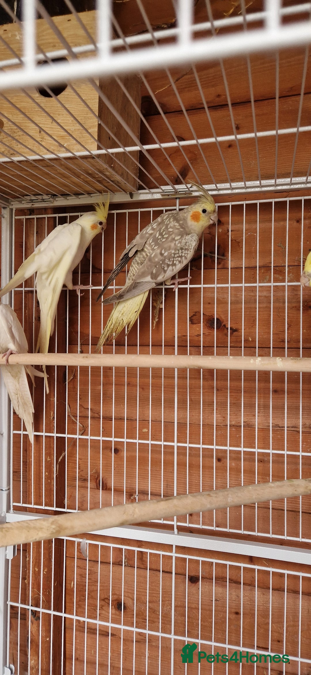Cockatiels birds for sale: Mixed young cockatiels  - Image 5
