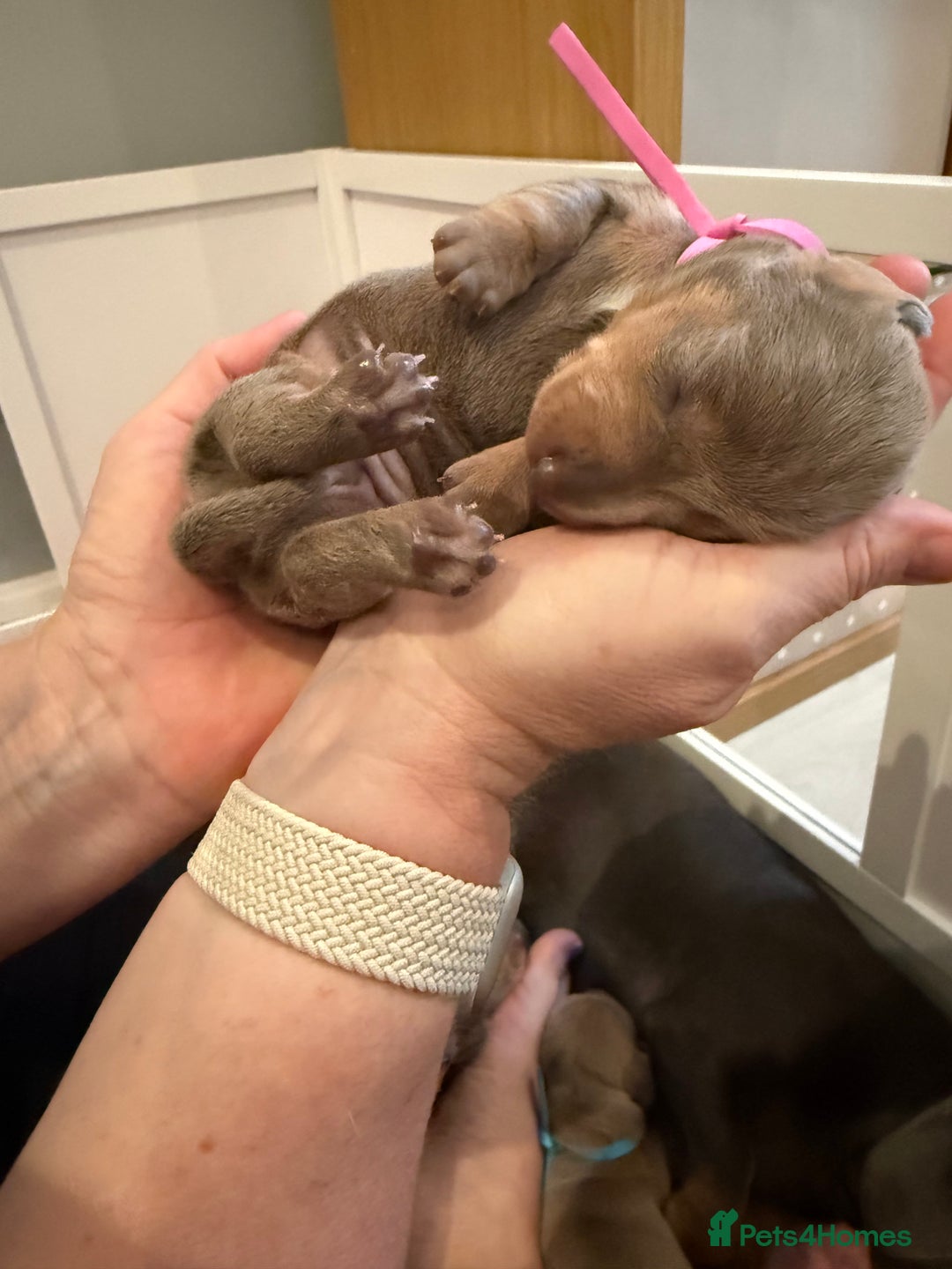 Dachshund dogs for sale: Health Tested Parents Dachshund Puppies   - Advert 12