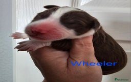 Border Collie dogs for sale: Border collie puppies  - Image 5